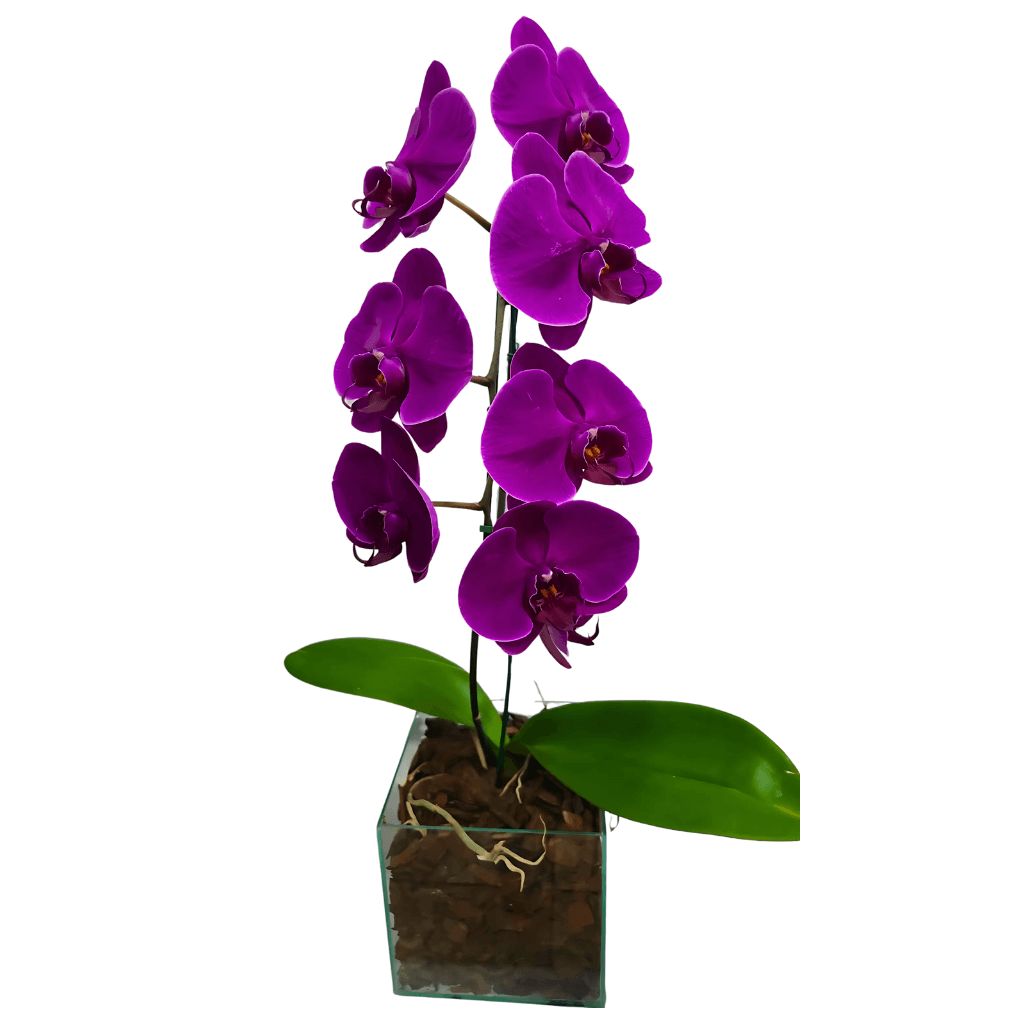 phalaenopsis_no_cachepot_de_vidro_250.00