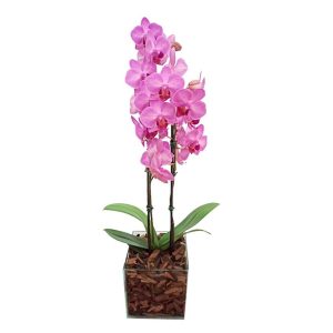 MINI ORQUÍDEA PHALAENOPSIS