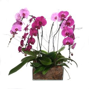 SUPER KIT DE ORQUIDEA CASCATA