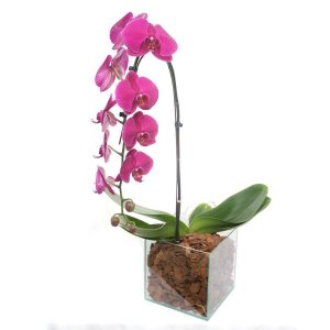 ORQUIDEA CASCATA LILÁS