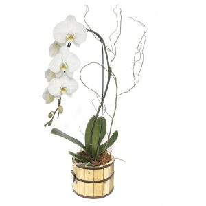 ORQUIDEA PHAL MADEIRA