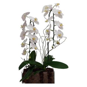 Kit com 2 Phalaenopsis B Vidro