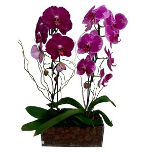 Kit com 2 Phalaenopsis Lilaz