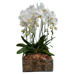 Arranjo de Orquideas com 4 Phalaenopsis