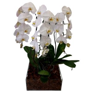 Kit com 3 Phalaenopsis Cascata B Vidro