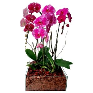 Kit com 3 Phalaenopsis Lilaz