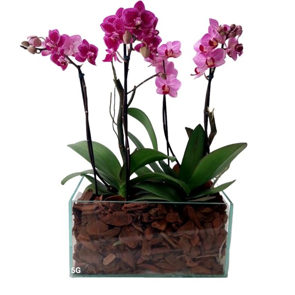 Kit Mini Orquideas Phalaenopsis 2 com 2 astem
