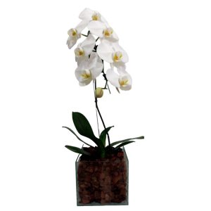 Phalaenopsis Cascata no Vaso de vidro