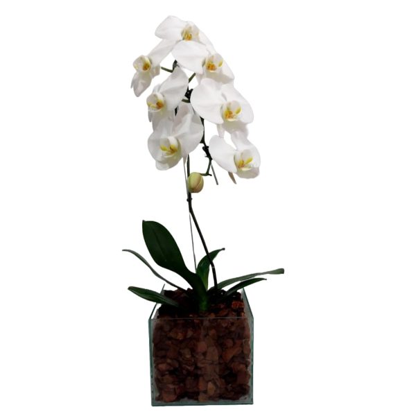 Phalaenopsis Cascata no Vaso de vidro